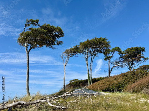 Windflüchter (Windlooper) auf dem Darß an der Ostsee