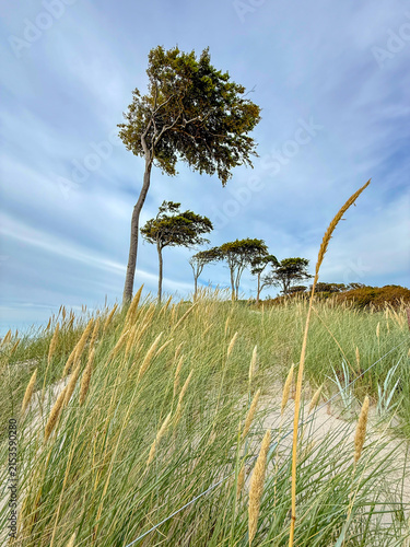 Windflüchter (Windlooper) auf dem Darß an der Ostsee