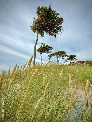 Windflüchter (Windlooper) auf dem Darß an der Ostsee
