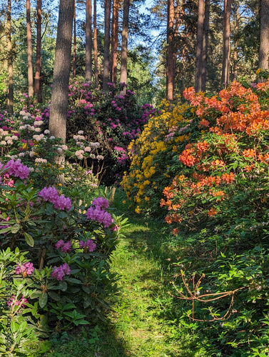 Rhododendron bushes in a at the Babite plant nursery near Riga, Latvia.