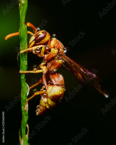Картината върху платно Paper wasp covered in water droplets resting on a green blade of grass in a dark macro setting