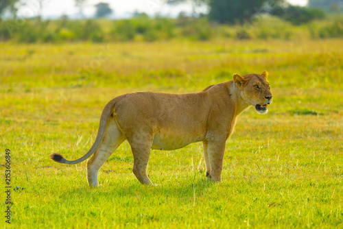 Canvas Print Lioness portrait in the Western Serengeti