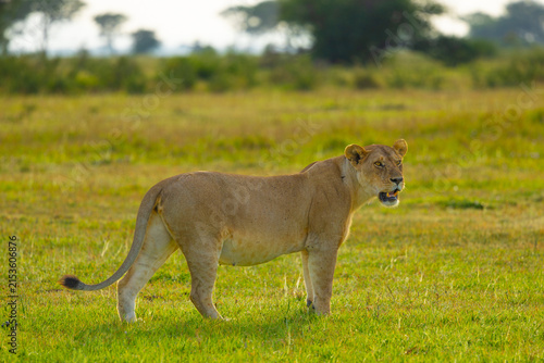 Canvas Print Lioness portrait in the Western Serengeti