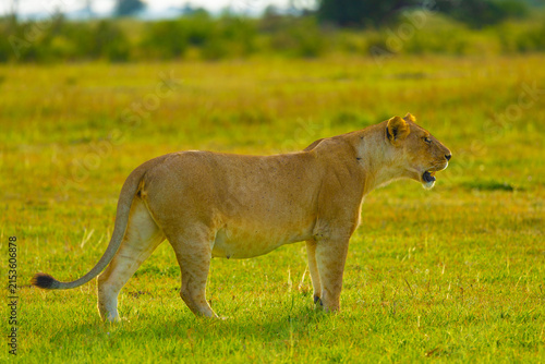 Canvas Print Lioness portrait in the Western Serengeti
