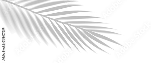 PNG shadow overlay effect of realistic tropical palm leaves isolated on transparent background. Black and white coconut leaf blur shadow overlay summer decorative vector element design.