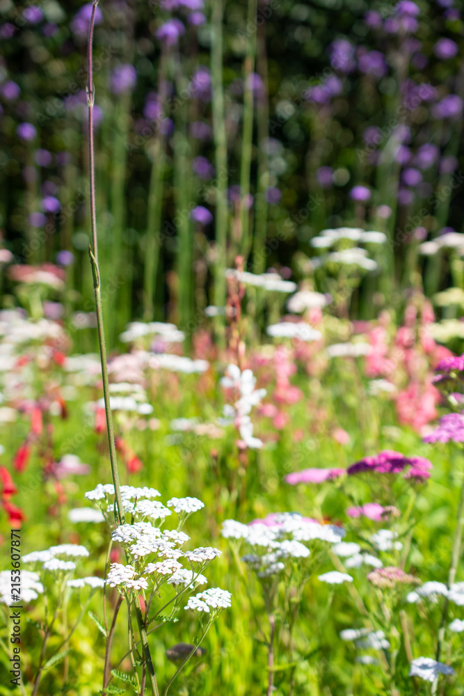 Fototapeta premium Meadow flowers in the garden