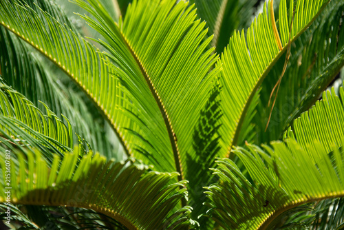 Photography Bright green fronds of a Sago Palm