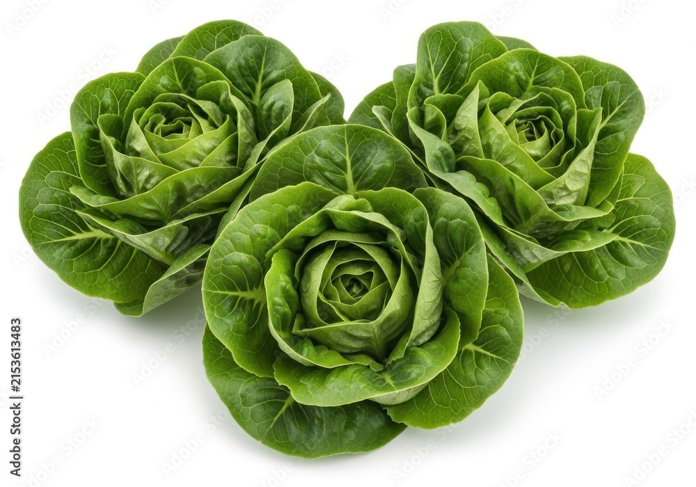 Fototapeta premium Freshly harvested romaine lettuce heads in natural form