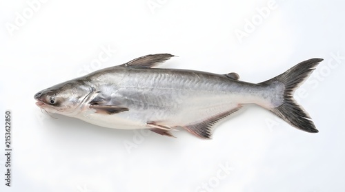Pangasius fish on a white background