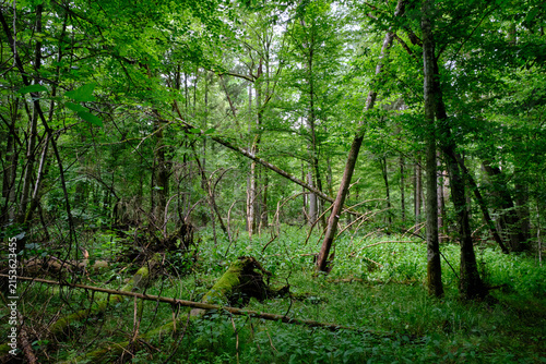 Photography Bialowieza forest primeval woodland ecosystem