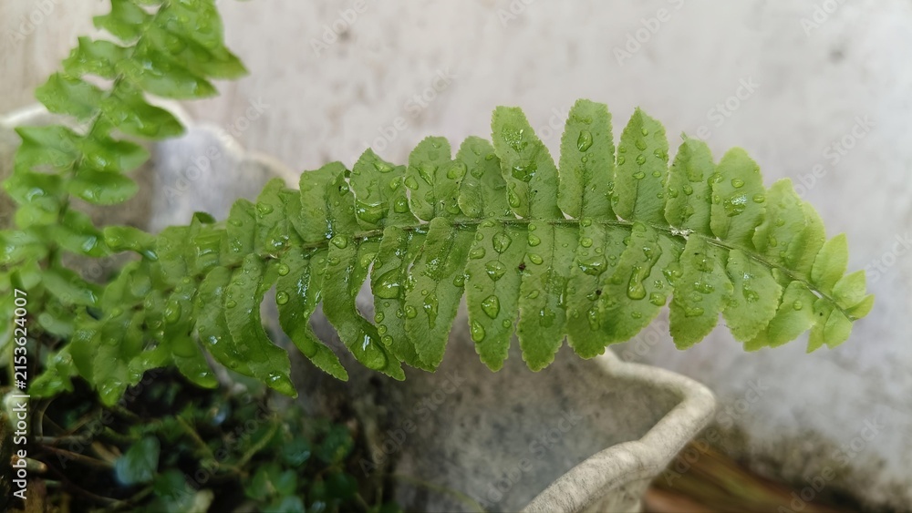 Fototapeta premium Lush Green Fern Leaf with Glistening Water Droplets Close-Up