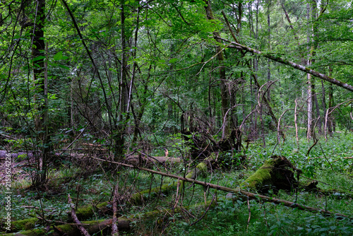 Bialowieza forest primeval woodland preserving natural ecology