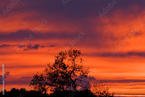 Albero silhouette al tramonto con cielo arancione infuocato