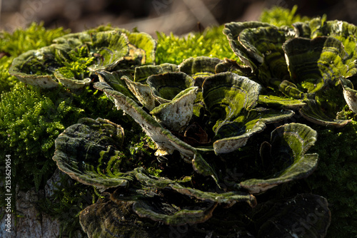 Wild bracket fungus growing on mossy tree bark in forest close up