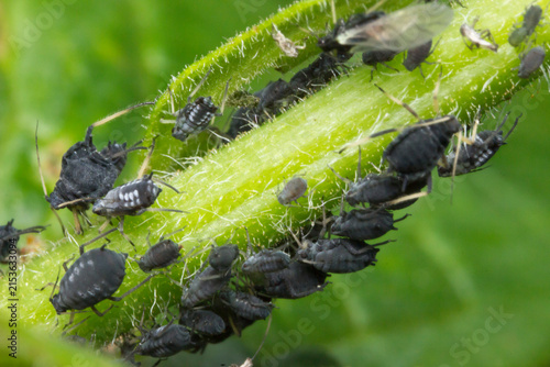 Dense cluster of black aphids Aphis fabae on fuzzy green plant stem, close-up of common blackfly infestation.