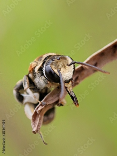 A nomia bee on dry grass flower seed with blurry background 