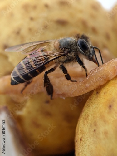  Defocused view of a honeybee in the garden 