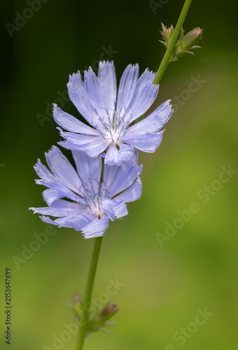 Cuadro en lienzo Closeup of purple blossoms of a Common chicory wildflower (Cichorium intybus) wi