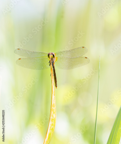 White-faced Meadowhawk Dragonfly with a soft blurred pastel meadow background 