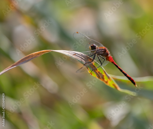 Closeup of male White-faced Meadowhawk Dragonfly resting  on a leaf in Muskoka in July