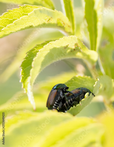 Invasive destructive Japanese scarab beetles mating on a leafy plant in Muskoka Ontario