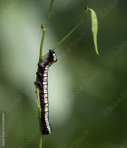 Brown hooded owlet caterpillar (calico paint caterpillar) clinging to a green plant in a marsh woodland in Muskoka Ontario in July