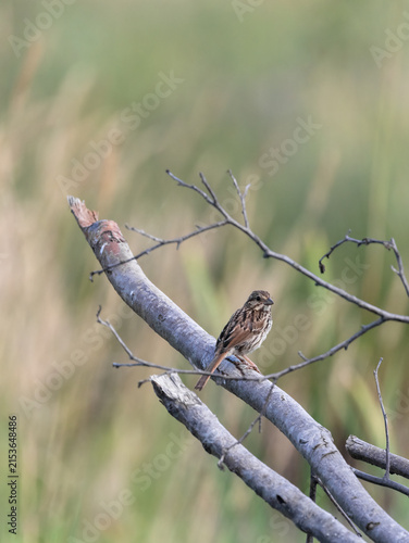 Song Sparrow framed by deadwood in a marsh in Muskoka Ontario with green grassy background