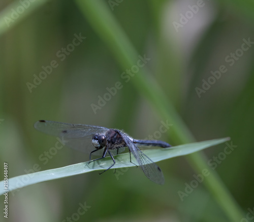 Male Frosted White-face dragonfly resting on a blade of grass with green nature background