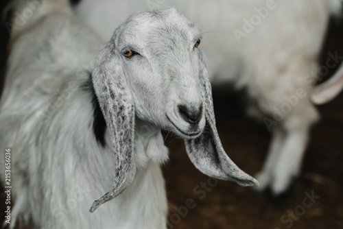 Foto Horned farm goat with a calm curious expression