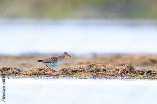 Photography A pectoral sandpiper, Calidris melanotos, foraging