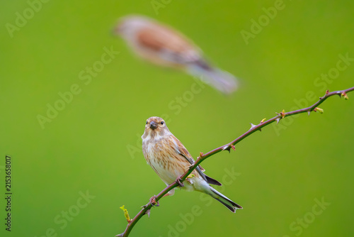 Canvastavla Linnet female bird, Carduelis cannabina singing