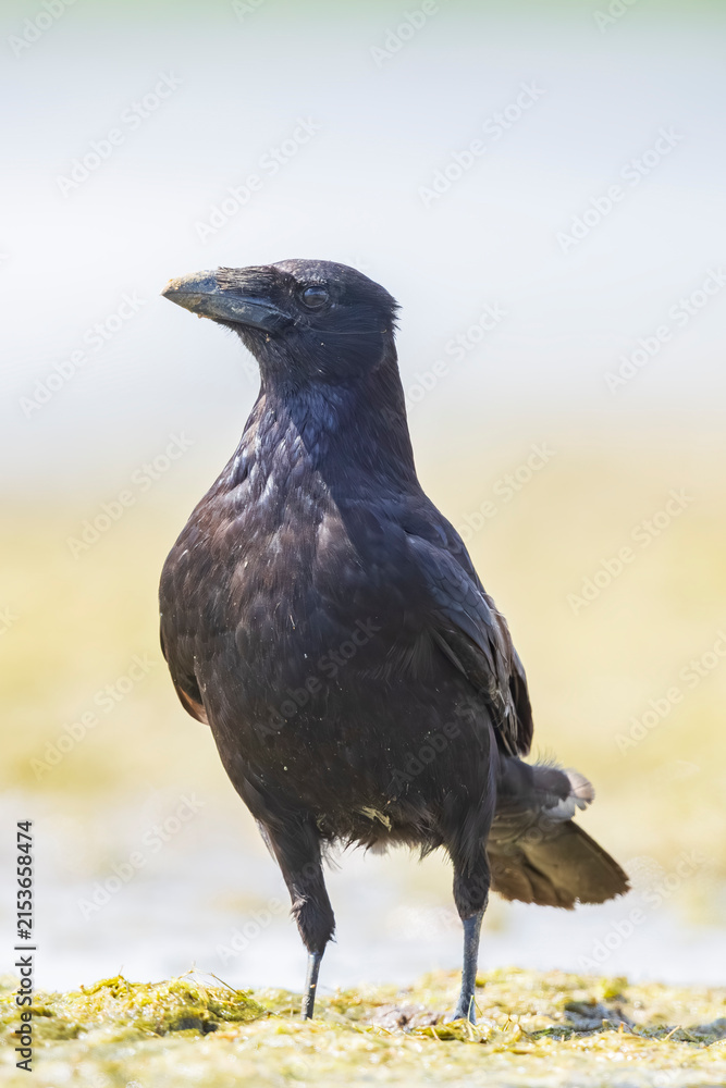 Fototapeta premium Closeup of a carrion crow Corvus corone black bird perched in a tree