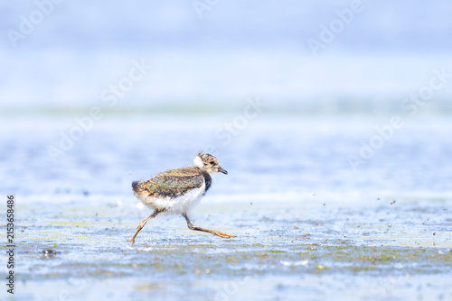Canvastavla Northern lapwing, Vanellus vanellus, baby wading bird in a meadow