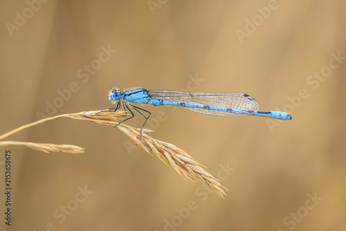 Fotografie Abstract nature Enallagma cyathigerum, common blue damselfly, common bluet, or n