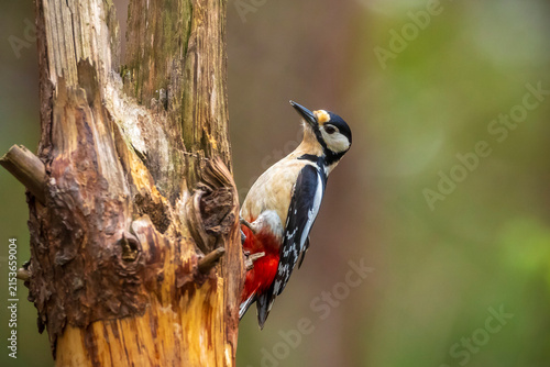 Closeup of a great spotted woodpecker, Dendrocopos major, perched in a forest
