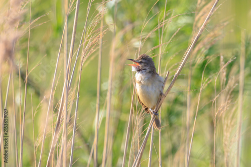 Close up of a great reed warbler, acrocephalus arundinaceus, bird singing in reeds