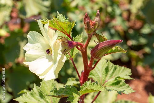 Pale Yellow Flower and Fresh Pod Growing on Red Burgundy Okra Plant