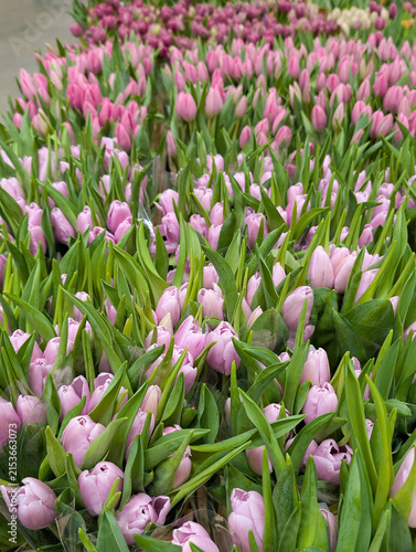 Large wholesale batch of fresh pink tulip flowers packed for spring holiday sale