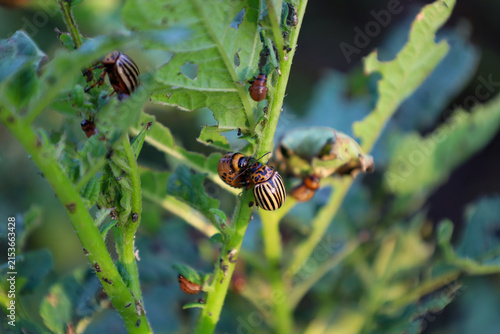 Fotografie Colorado potato beetles and their larvae destroy green potato leaves in an agricultural field