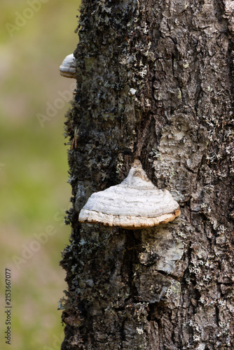 Konstfotografi Bracket Fungus Growing on a Birch Tree