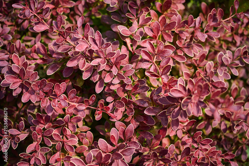 Принти на полотні Close view of burgundy leaves in a garden under sunlight, showing details of pla