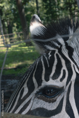 Close up of zebra eyes, fur texture