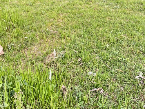 Foto Green grass field with natural vegetation