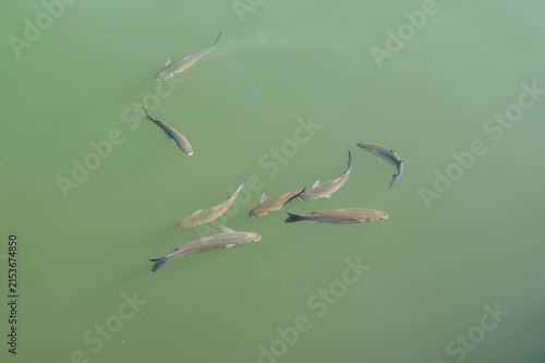 A school of mullet fish swims in clear green water from an aerial perspective