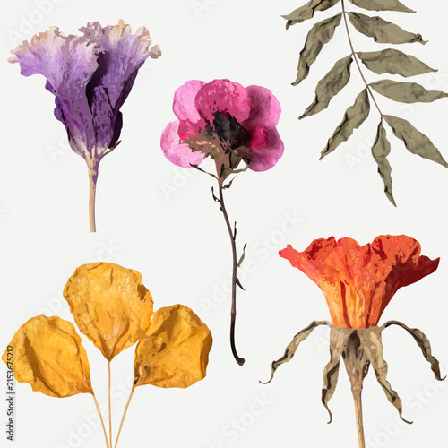 set of dried flowers and leaves isolated