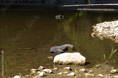 Obraz na płótnie Dry and shallow riverbed with exposed rocks and stones during prolonged summer drought