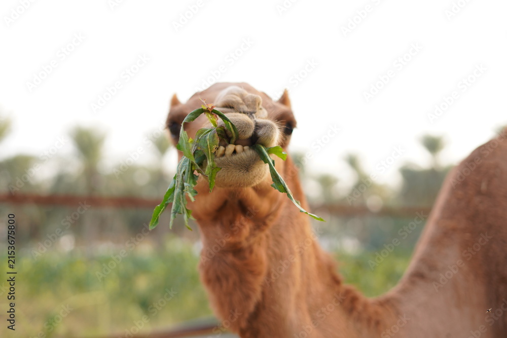Fototapeta premium portrait of a camel eating