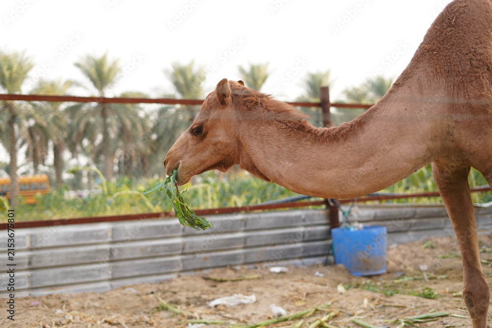 Fototapeta premium portrait of a camel eating