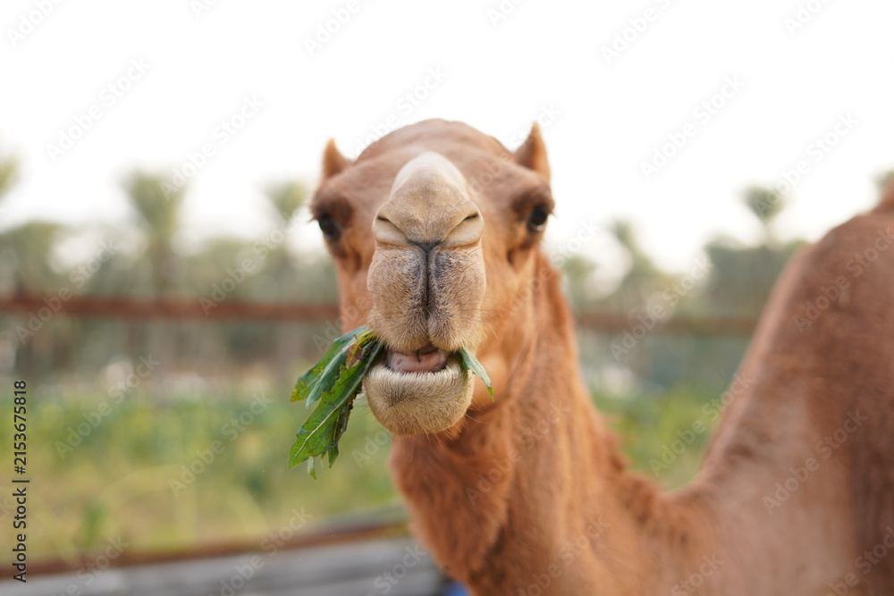 Fototapeta premium portrait of a camel eating