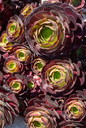 Close Up of Aeonium Arboreu...